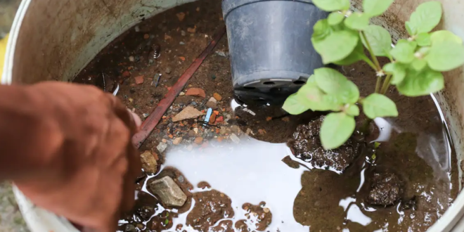 Brasil ultrapassa marca de 5 mil mortes por dengue